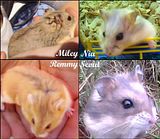 hamsters.jpg image by kydir